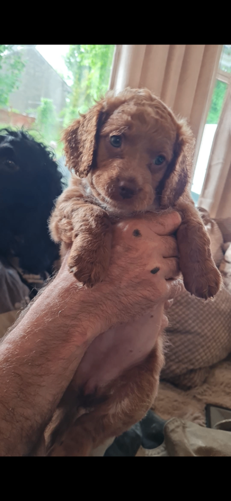 Cockapoo puppies 