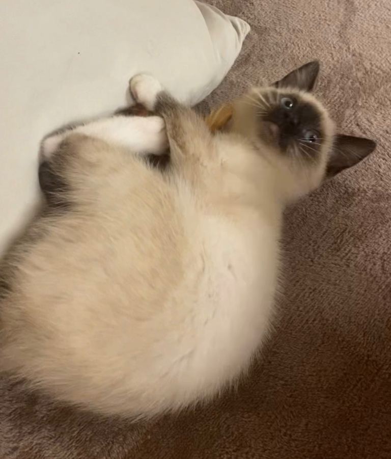 Ragdoll female kitten