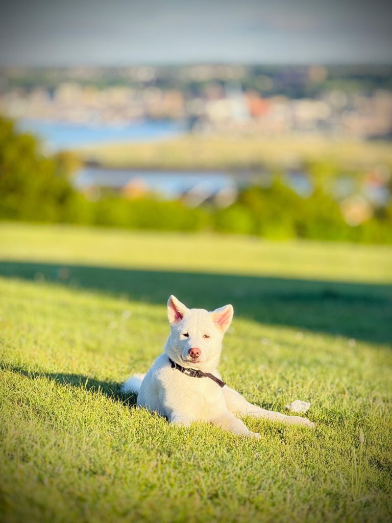     Beautiful 5-Month-Old Female Japanese Akita – Snowy