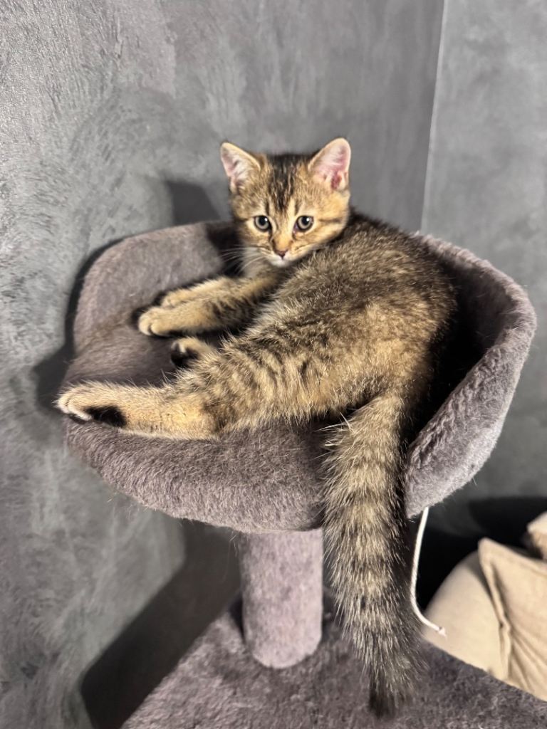 British shorthair kittens for sale 