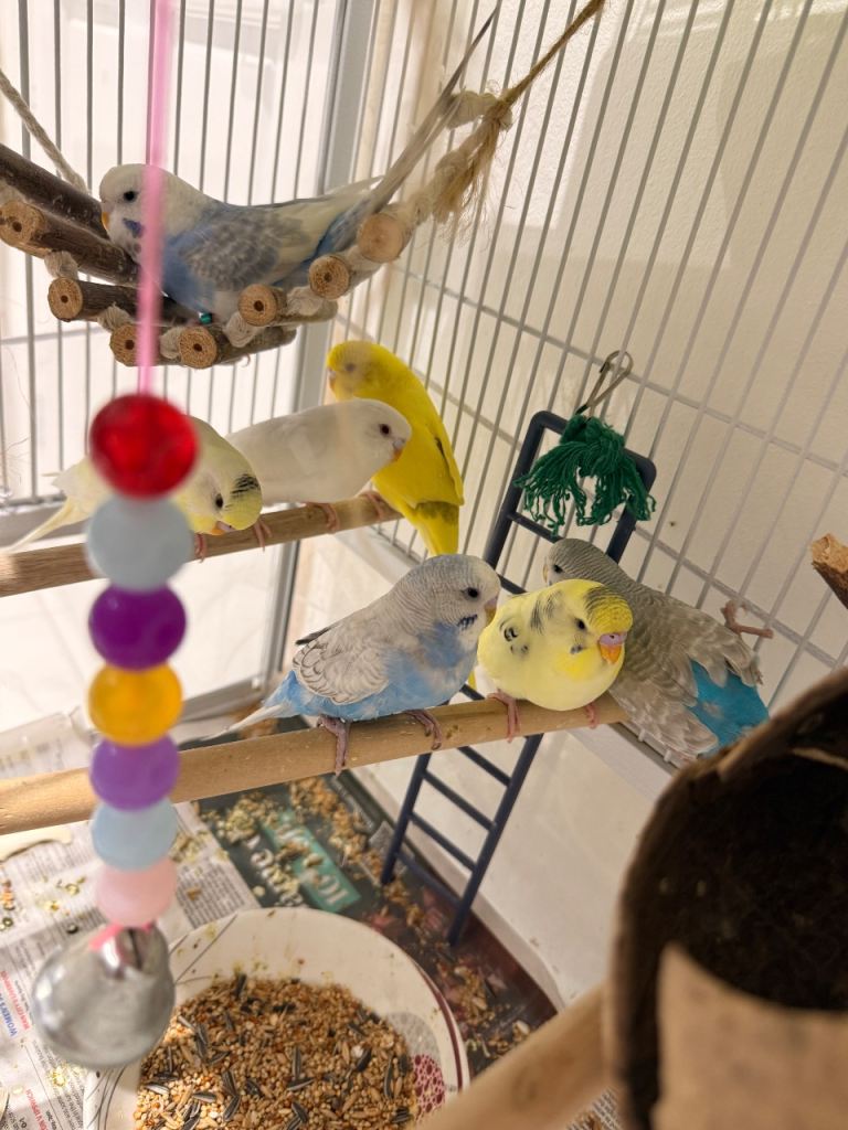 🐦 Complete Budgie Setup for Sale – Cage, Toys, Food & Beautiful Birds Included!