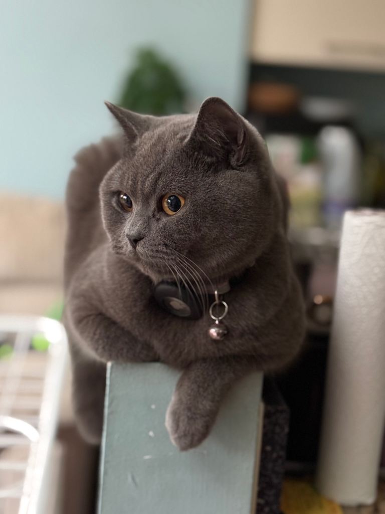 BEATIFUL BRITISH Shorthair (Female) 10 months £380