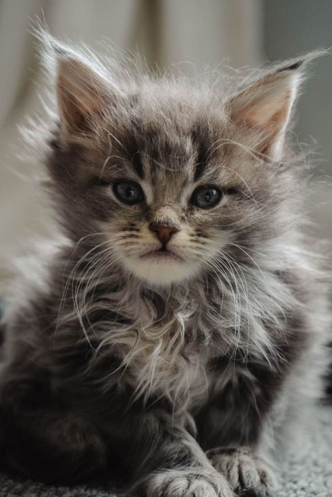 12 week old pedigree male maine coon kitten 