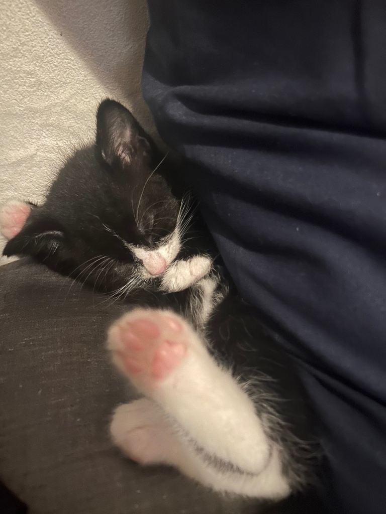 Super fluffy and loving male kitten