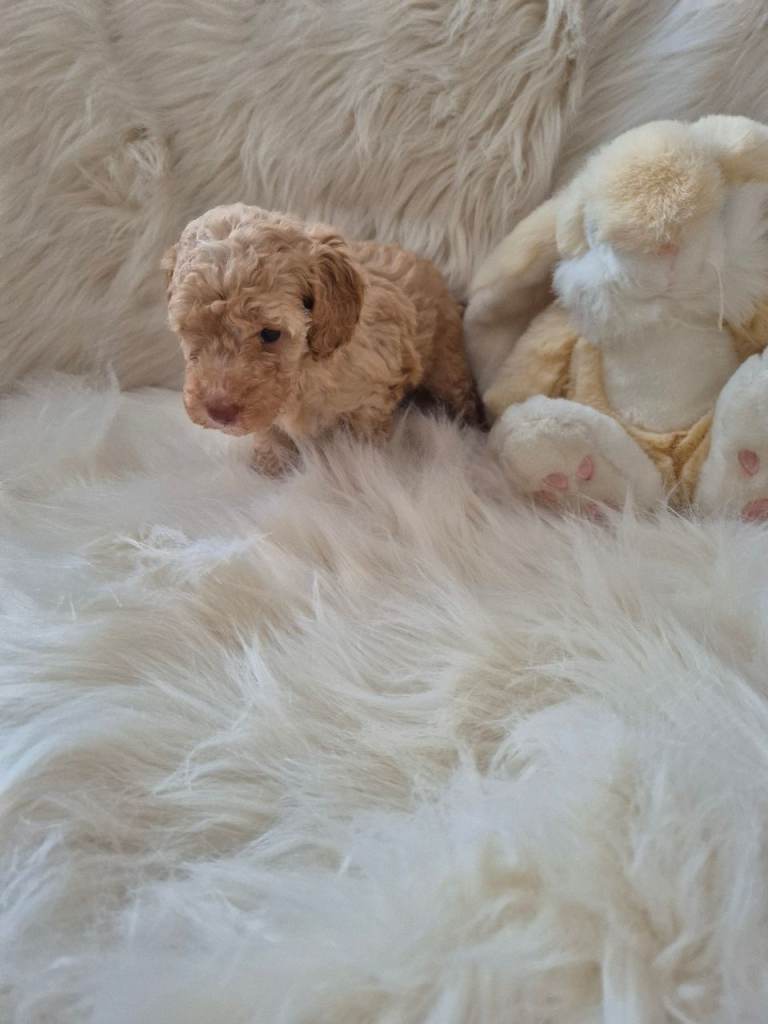 1 BEAUTIFUL GIRL COCKAPOO LEFT 