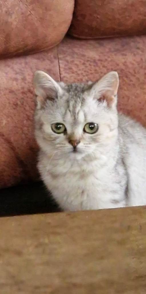 British Shorthair kittens (Blue  Silver) 