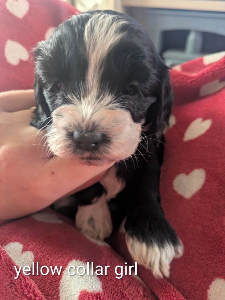 F2 miniature cockapoo puppies for sale