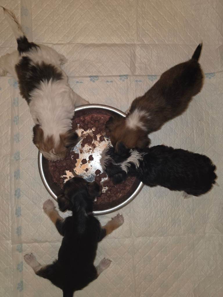Chorkie puppies 