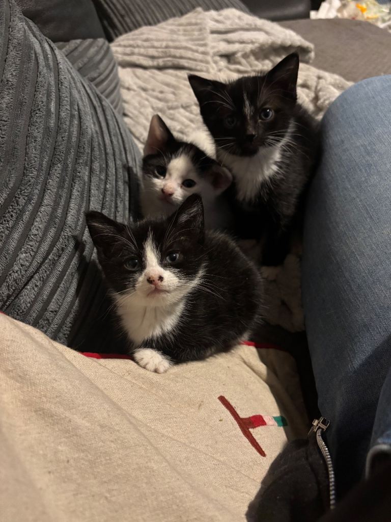 2 beautiful kittens for sale 