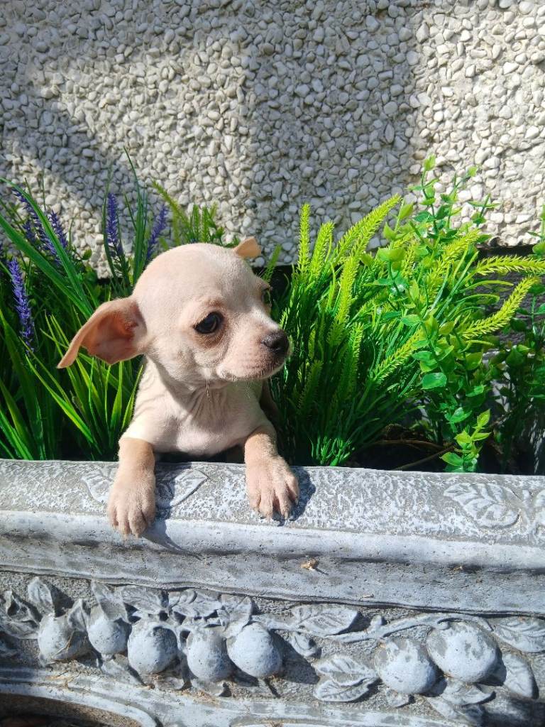 Chihuhua Puppies (ready to go)