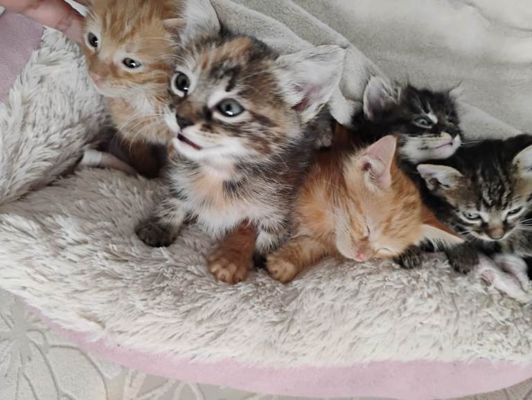 Mixed bangal tabby short and haired kittens. Ready to be rehomed.