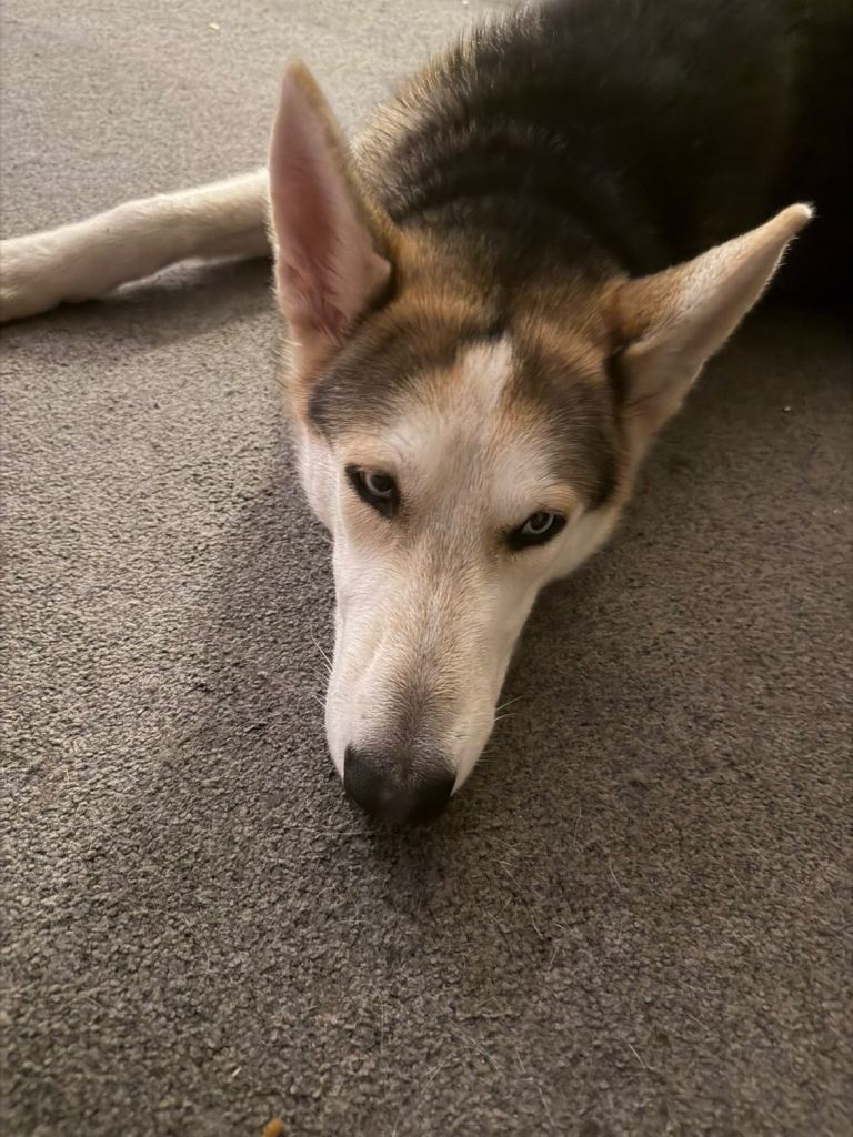 Husky/German Shepherd 