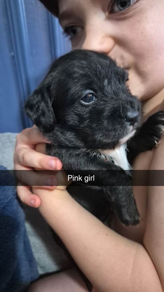 Patterale x shihtzu puppies 