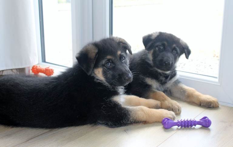 Full pedigree German Shepherd 