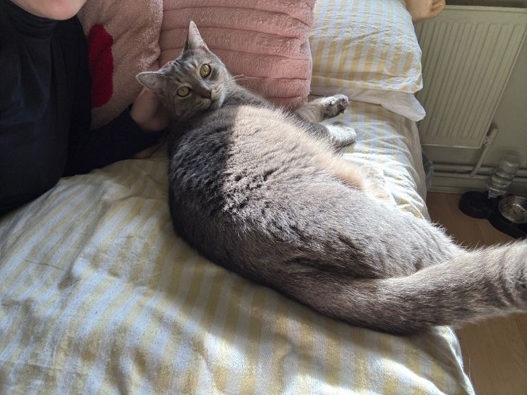Beautiful Grey Bengal X Maine Coon