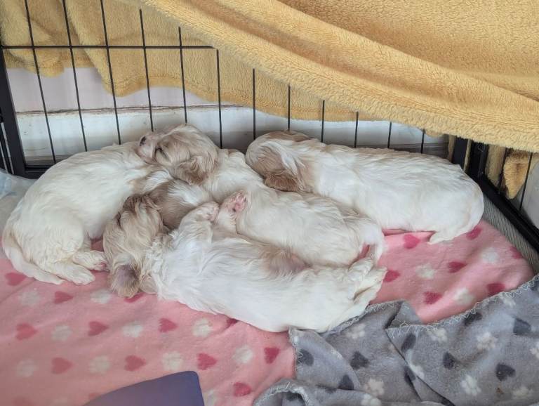 Cavapoochon 
