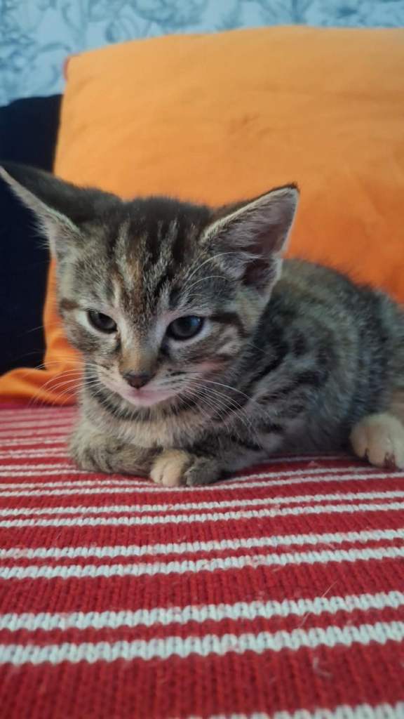 Cute Kittens for sale 