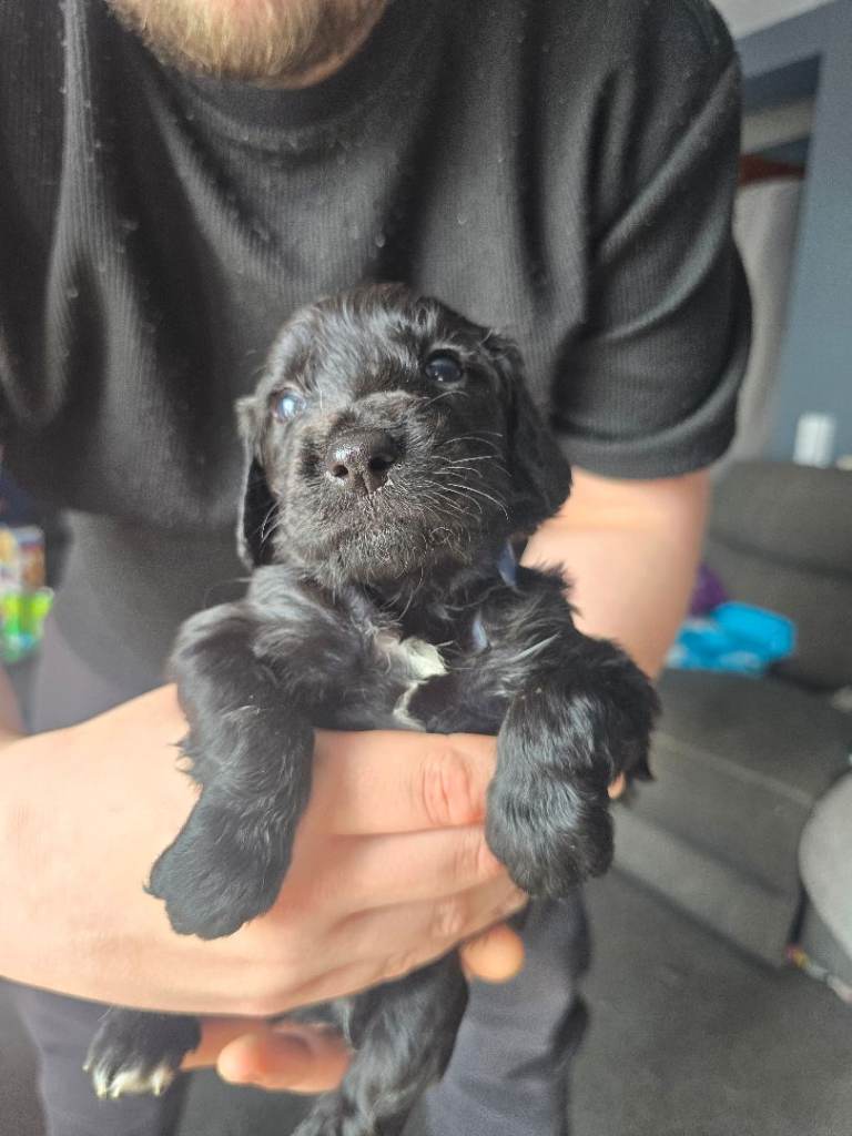 Beautiful puppies 
