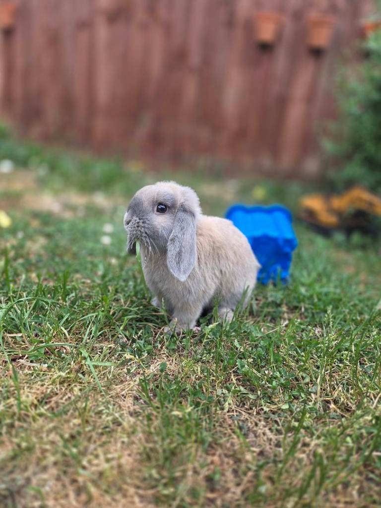 Mini Lop boy 