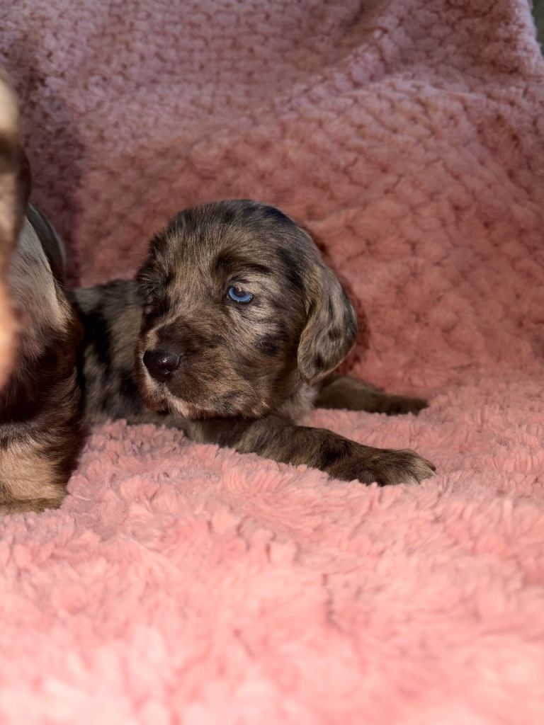 Cocker spaniel pups 