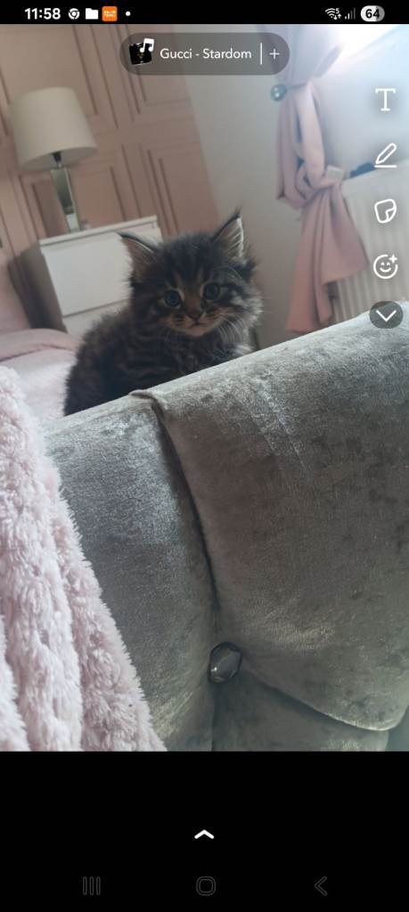 2 persian kittens