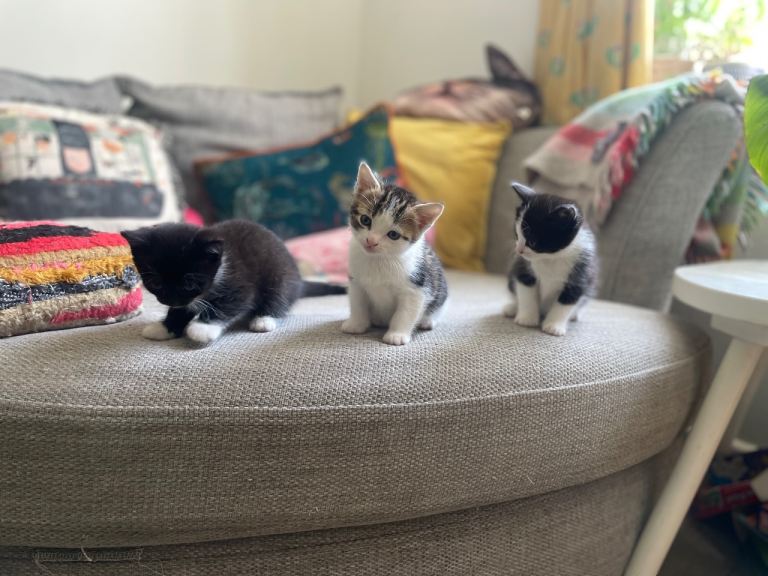 Kittens ready 6 June 