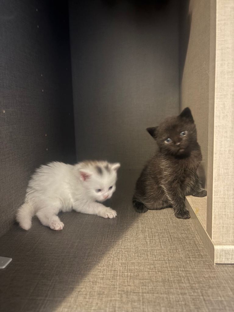 2 kittens for sale