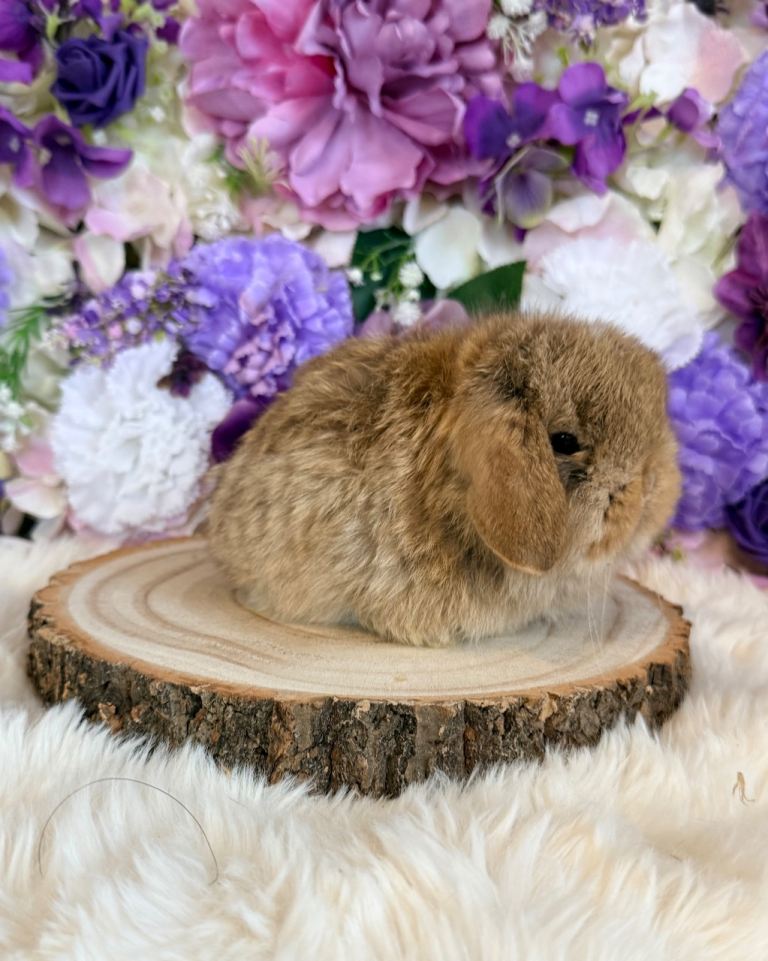 💜 Vaccinated Mini Lop Bunnies 💜 xxx