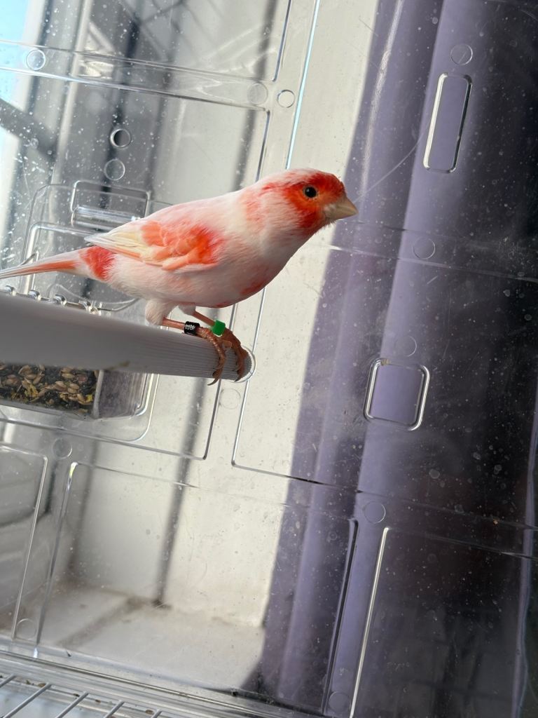 Red mosaic canary bird