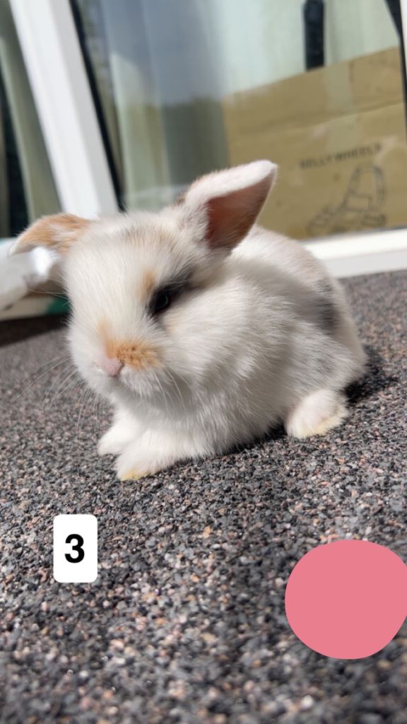 one mini lop baby for sale 