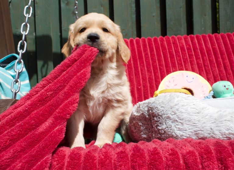 Golden Retriever puppies for sale