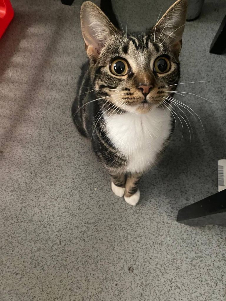 Cute tabby for loving home