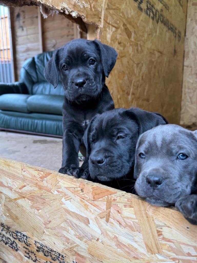 Cane corso puppies for sale 