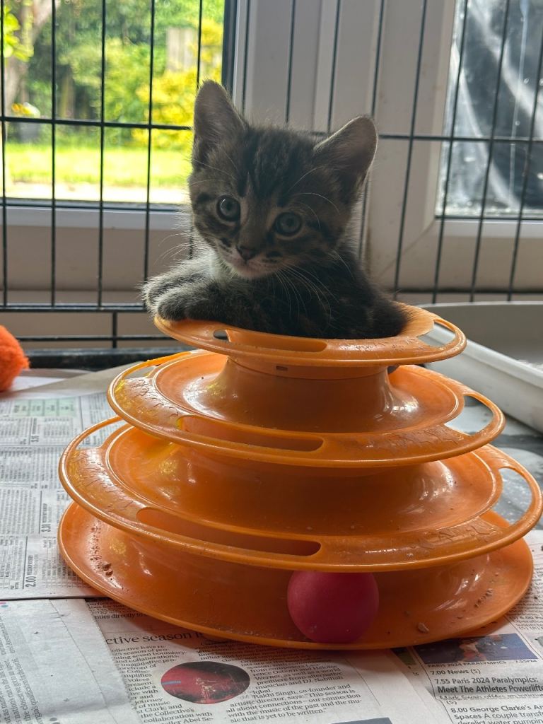 Stunning kittens ready now fluffy/short haired 