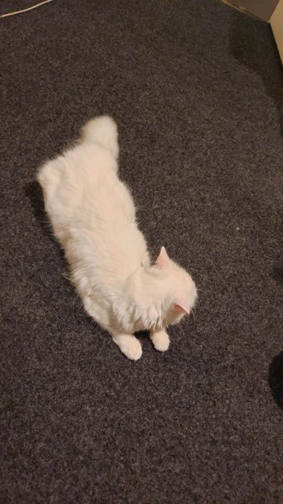 TURKISH ANGORA WHITE KITTEN