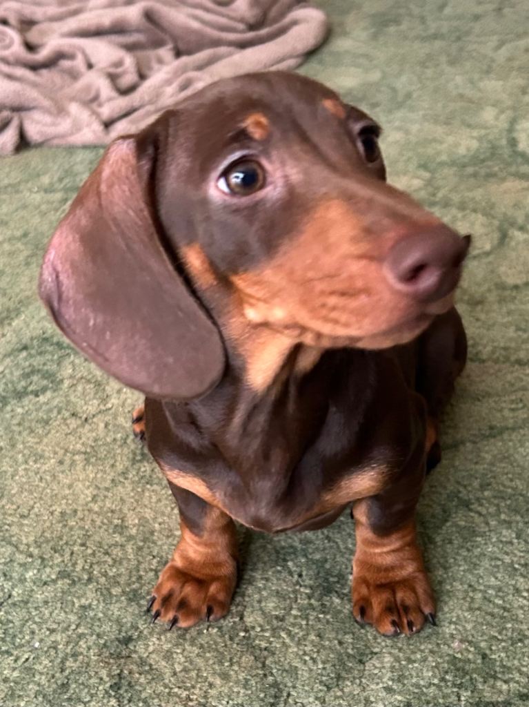 Stunning chocolate & tan miniature dachshunds looking for their forever homes