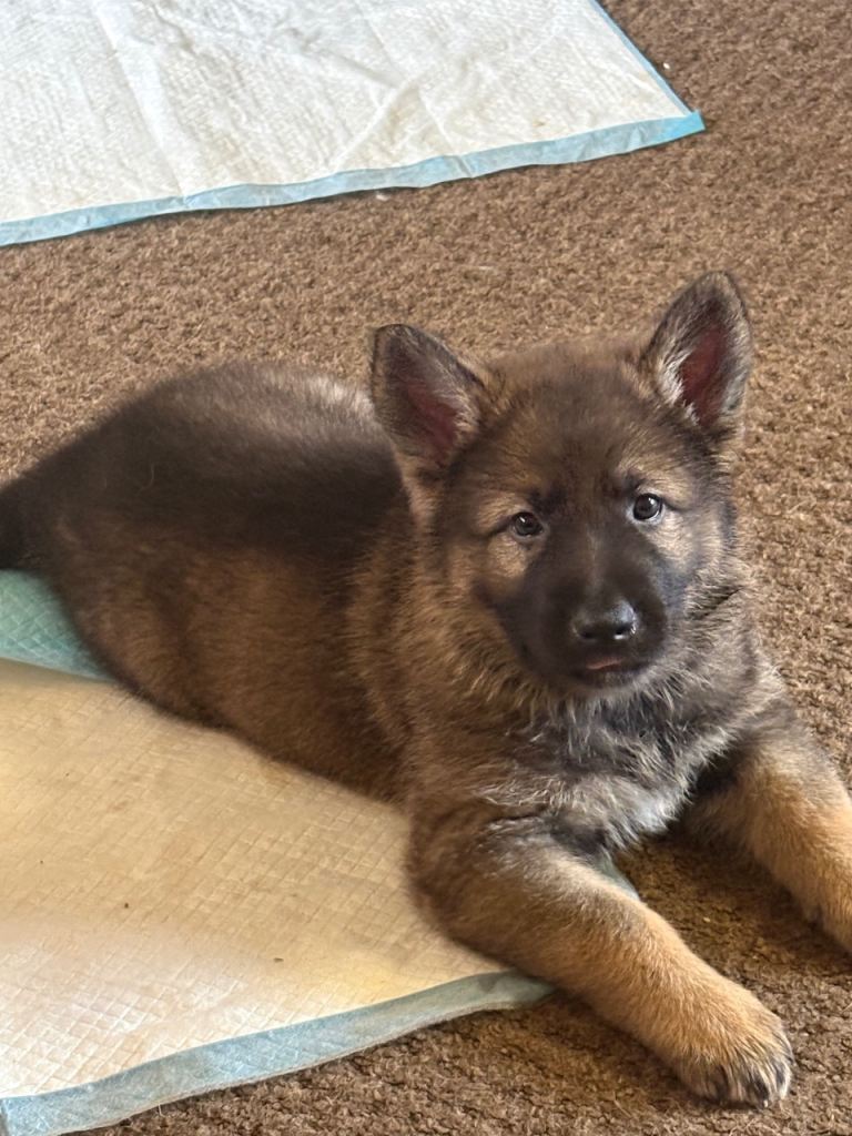 German shepherd puppy 