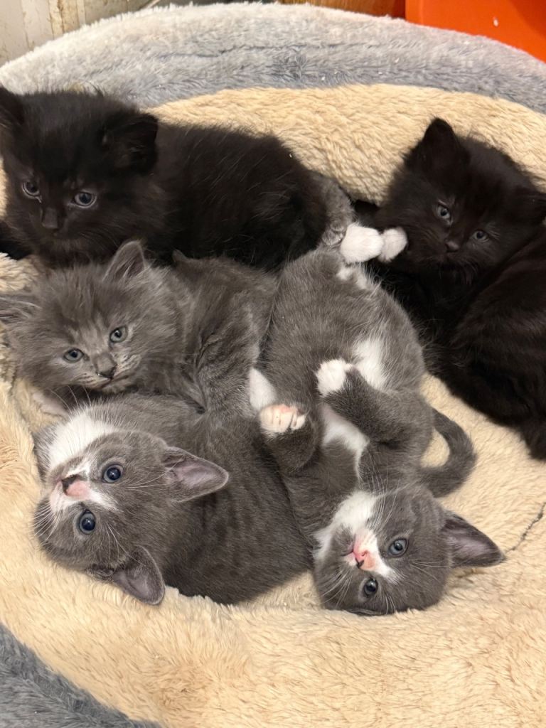1 boy kitten left! 