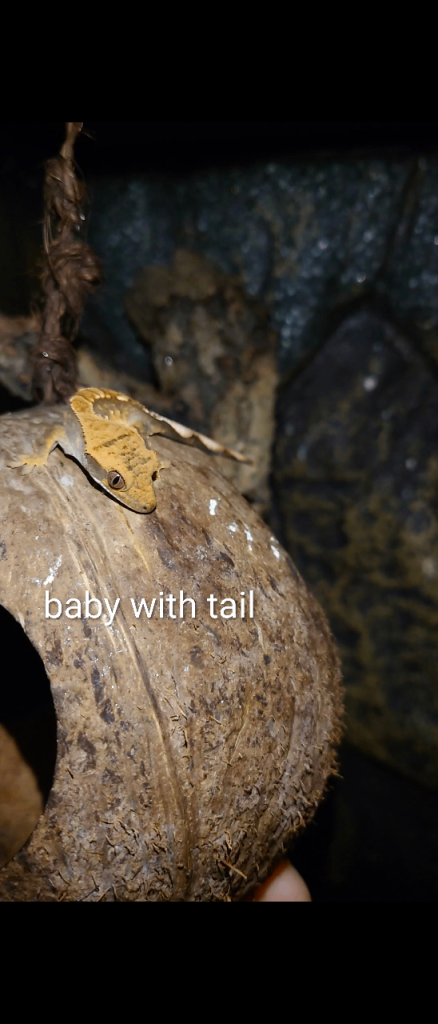 Crested Gecko's for sale