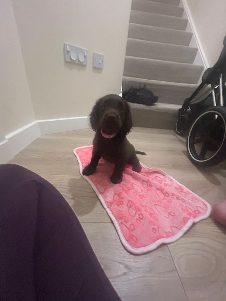 KC COCKER SPANIEL PUPPIES 