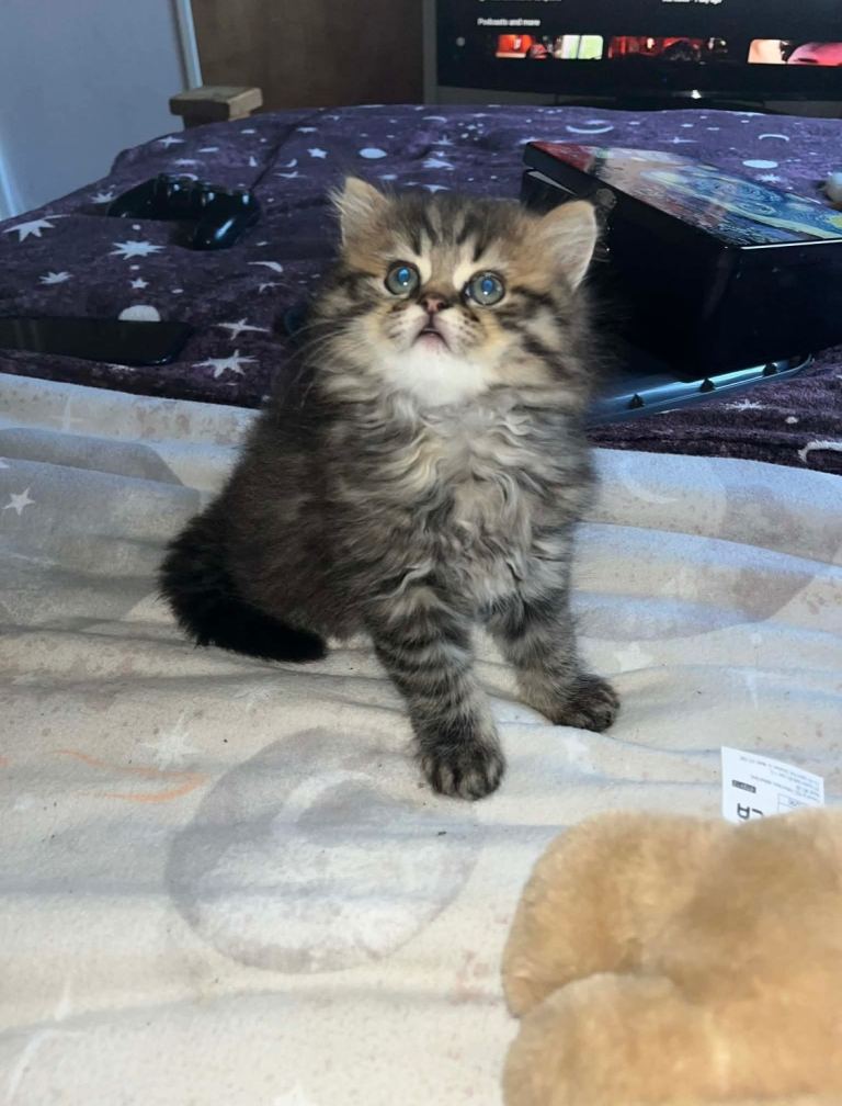 Amazing meal kitten 🐱