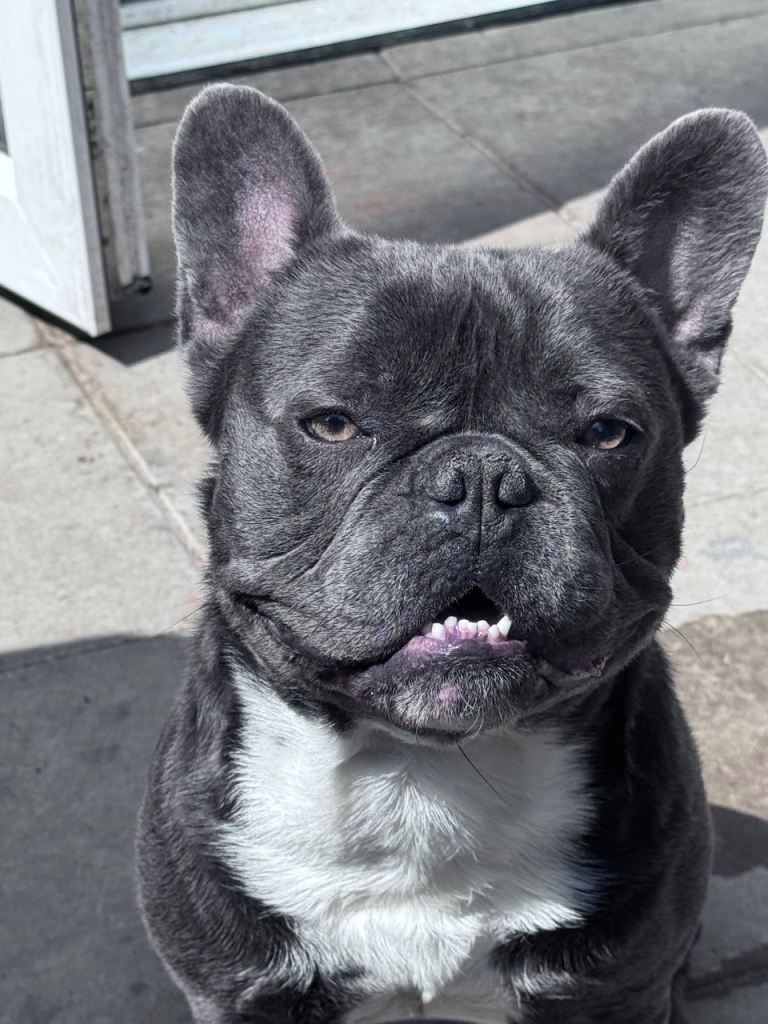 2.5 year old Male French Bulldog