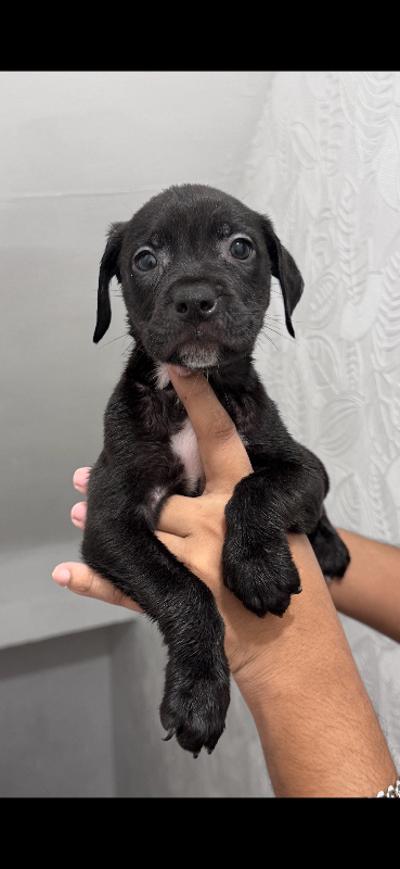 Staffy x Rottweiler Puppies 