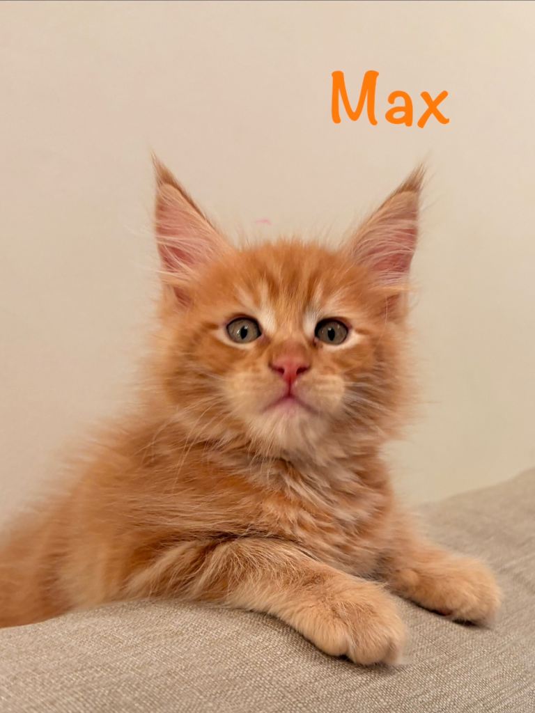 😻 Beautiful Maine Coon Kittens – Ready Soon