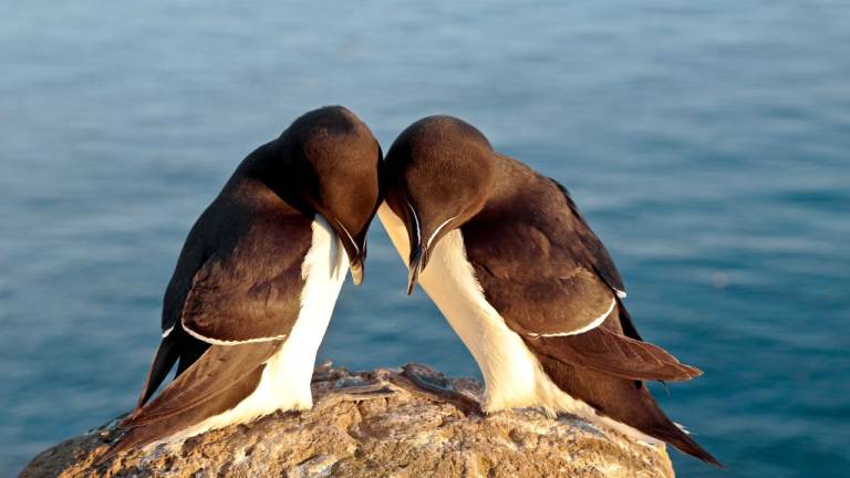 Wanting to lose weight? A mindset approach using hypnotherapy