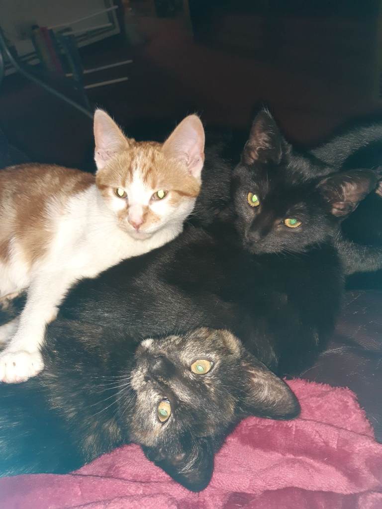 Stunning selection of kittens 😸 