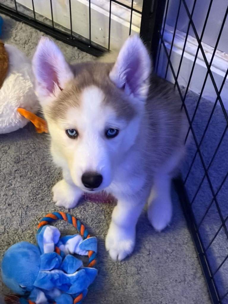 Siberian husky puppies 