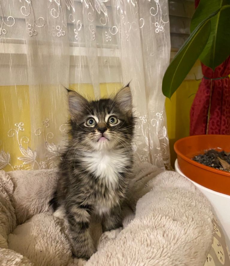 Maine Coon Beatiful Kitten's For Sale 
