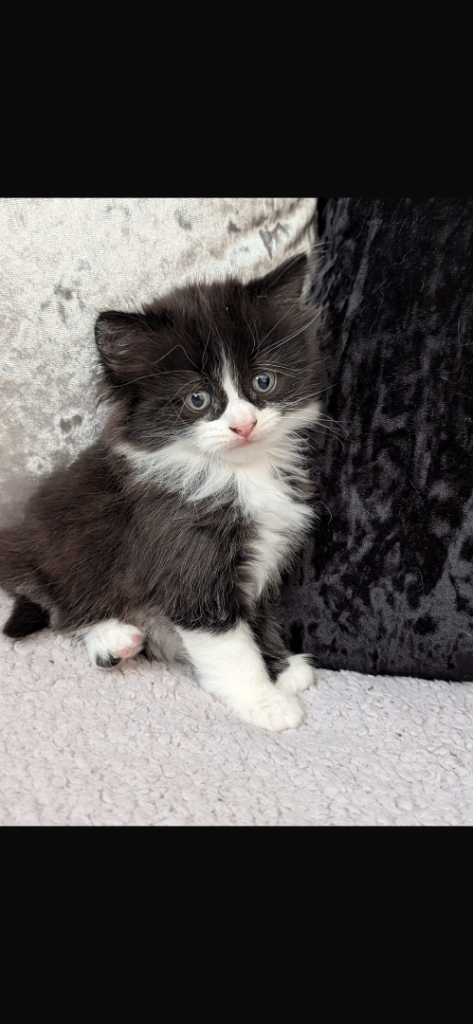 Female kitten 