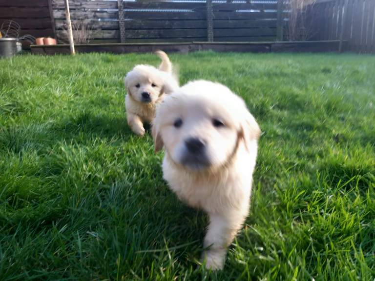 Golden Retriever Puppies (Ready to go)